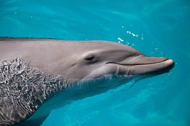 Key West Dolphin and Snorkel Experience