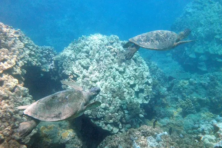 Kayak and Snorkel in West Maui at Olowalu