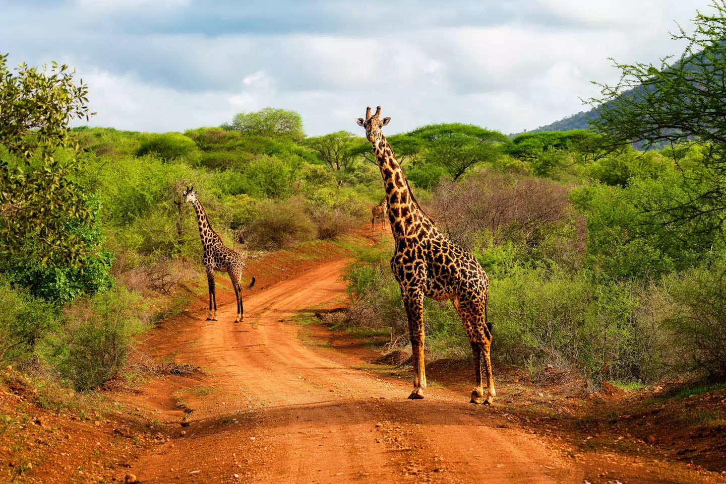 ✈ KENYA | Mombasa - Riserve naturali in safari e spiagge in Kenya 3...