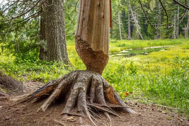 Mt. Rainier National Park Highlights Tour