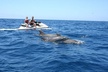 Crab Island Dolphin Jet Ski Adventure - Second Medium