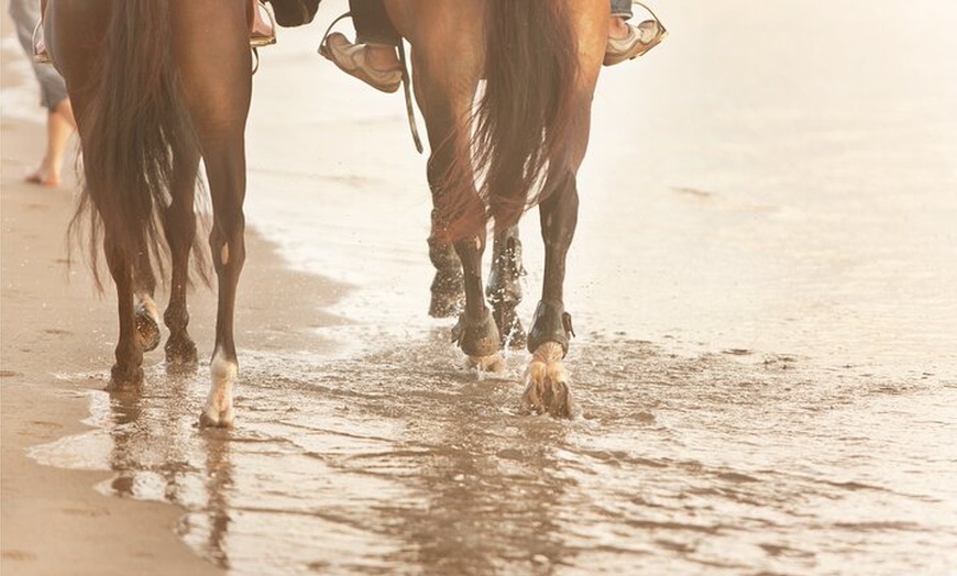 Image 3: Excursión a caballo cerca de la playa en la bahía de Alcúdia