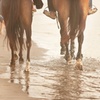 Image 3: Excursión a caballo cerca de la playa en la bahía de Alcúdia