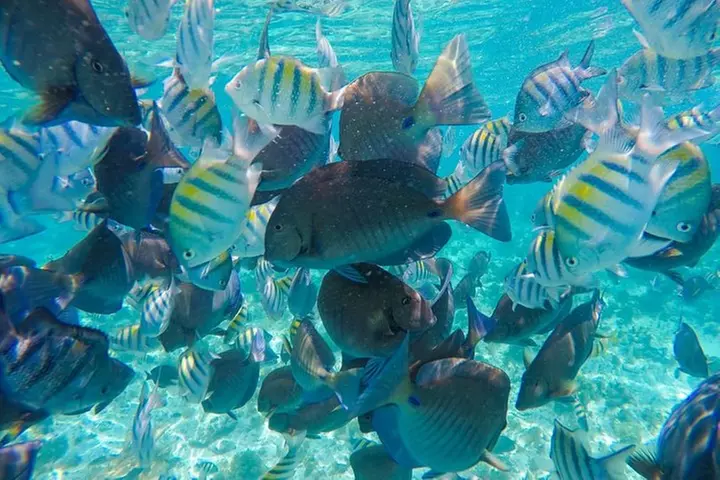 Afternoon Half-Day Catmaran Sailing and Snorkel Adventure