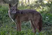 Golden Gate Park Twilight Wildlife Walking Tour - Second Medium