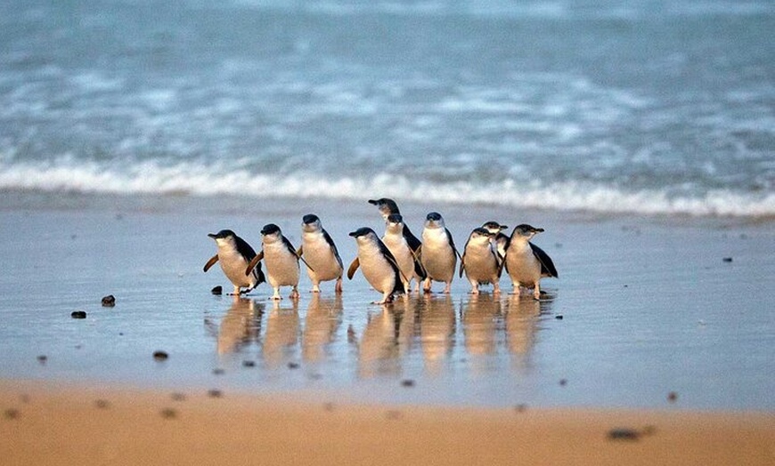 Image 12: Puffing Billy Tour and Penguin Parade from Melbourne