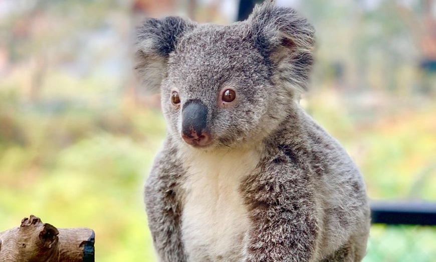 Image 13: Baby Animals, Boomerangs and BBQ Lunch