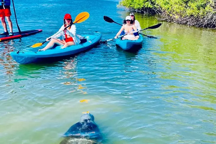 Dolphin, Manatee and SeaTurtle SUP Adventure Tour of St Augustine