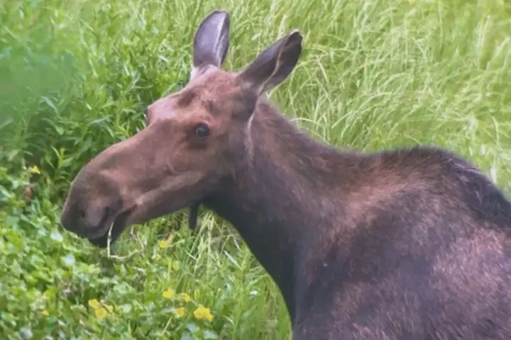 Teton & Yellowstone | Wildlife, Hot Springs, & Mountains PRIVATE