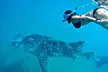 Swim with Whale Shark from Cancun - Second Medium