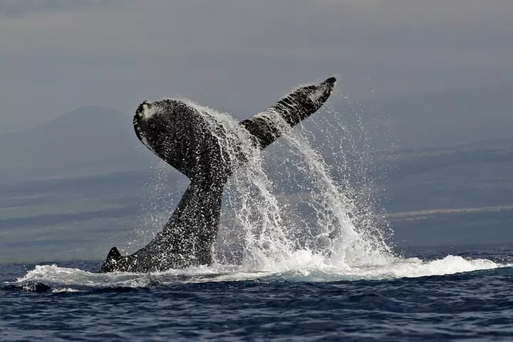 Whale Watch Excursion from the Big Island