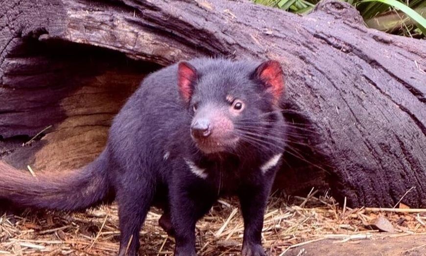 Image 3: Baby Animals, Boomerangs and BBQ Lunch