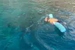 Double Reef Snorkel and Dolphin Watch in Kona - Second Medium