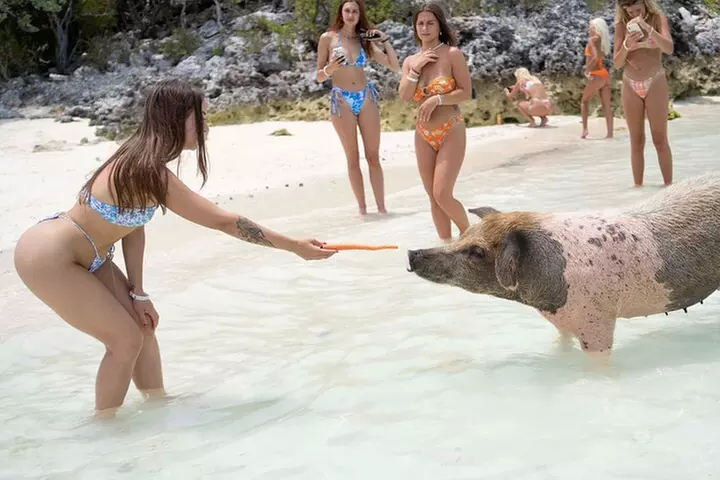 Piggy Splash Dash Of Rose Island Group Tour - Primary Image