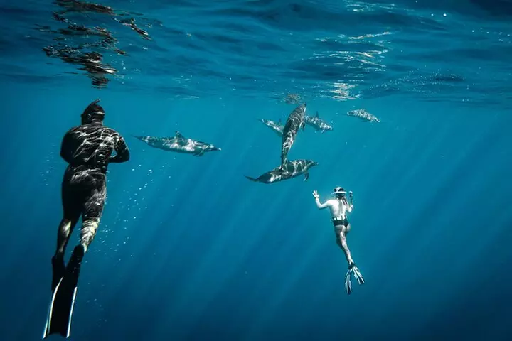 Oahu Swimming with Dolphins Speedboat Adventure