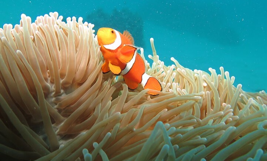 Image 3: 1 Day Great Barrier Reef Cruise and 10 Minute Helicopter Flight