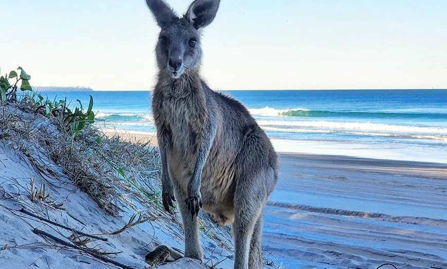 Image 13: Brisbane day trip to Bribie Island