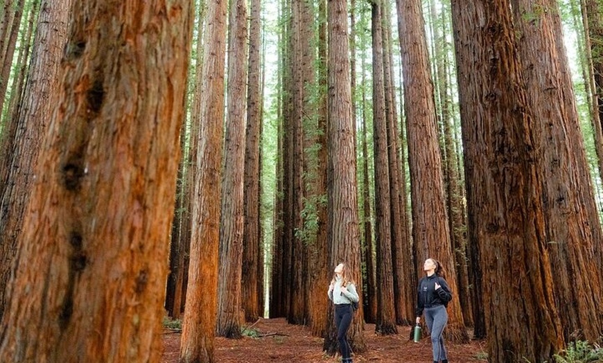 Image 2: Yarra Valley Small Group | Redwoods, Wildlife, Winery & Chocolate