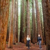 Image 2: Yarra Valley Small Group | Redwoods, Wildlife, Winery & Chocolate