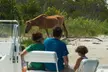 1-Hour Private Party Assateague Island Pony Cruise in Ocean City - Second Medium