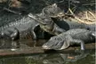 $18.50 for $37 worth of One Admission To The Alligator Farm - BLACKOUT DATES APPLY - Second Medium
