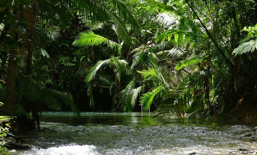 Image 5: Private Luxury Cape Tribulation Adventure and Crocodile Cruise