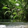 Image 5: Private Luxury Cape Tribulation Adventure and Crocodile Cruise