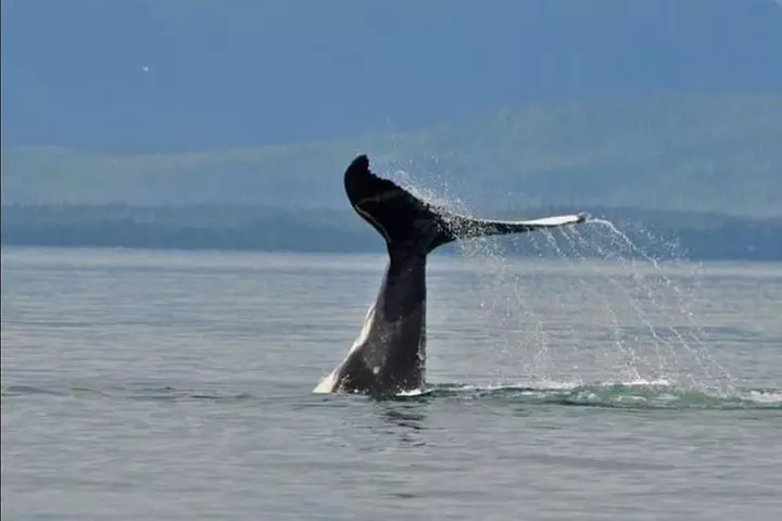 Guaranteed Whale Watching Adventure - Second Medium