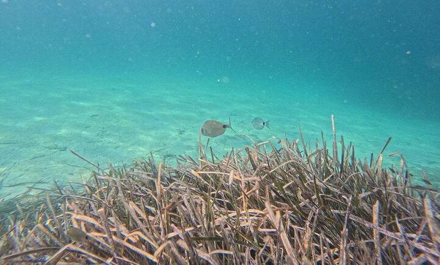 Image 20: Holistic Day Charter Paseo en Velero