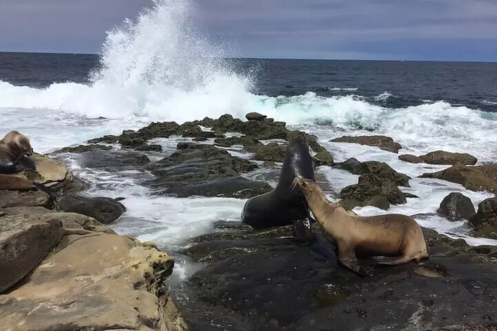 Full Day Private SD Tour from Encinitas