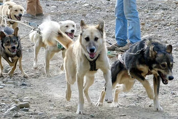 Husky Homestead Tour