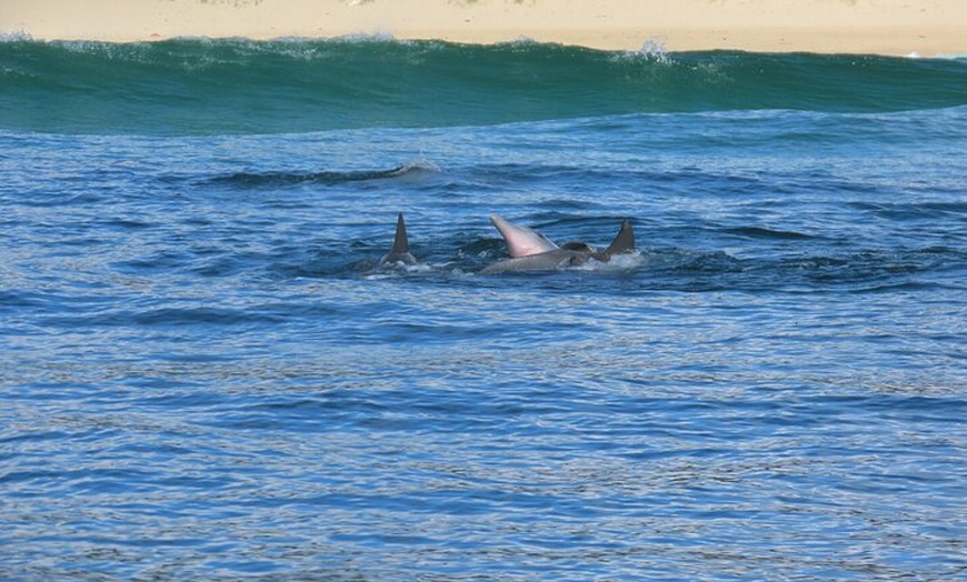 Image 10: Noosa Oceanrider Scenic Dolphin Safari