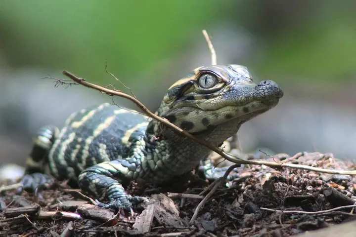 3 Hour Guided Mangrove Tunnel Kayak Eco Tour