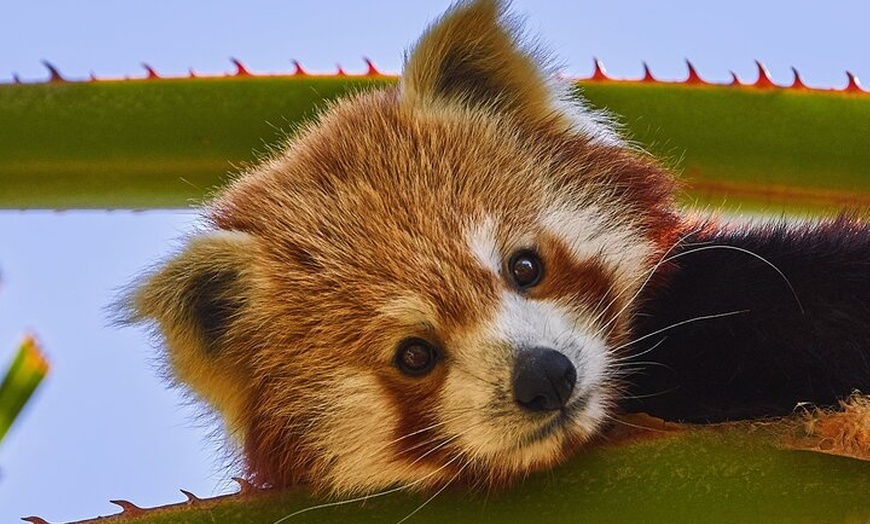 Image 2: Entrada Selwo Aventura Estepona