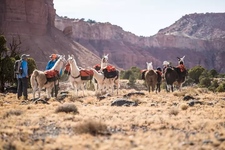 1-Hour Llama Hike Family Friendly and Fun