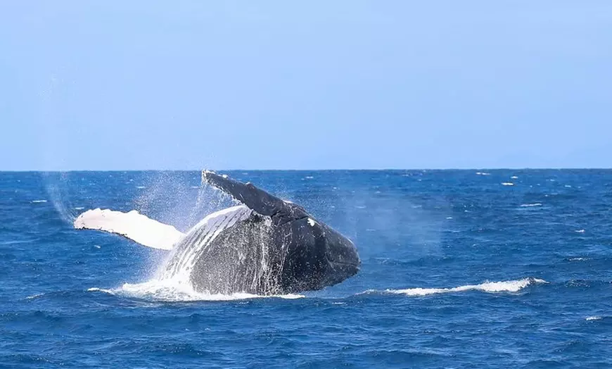 Image 2: Whale Watching Tour & Fitzroy Island From Cairns