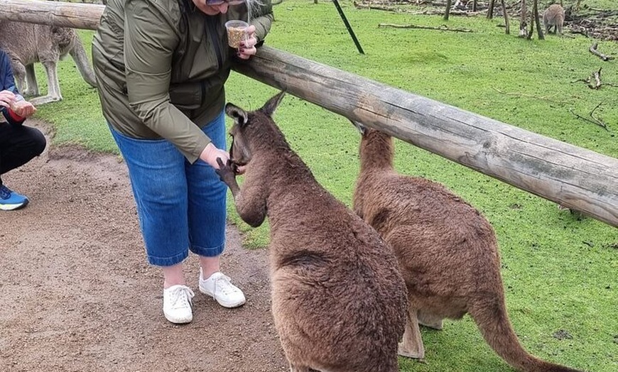 Image 9: Private 12 Apostles Express Tour - Shorter