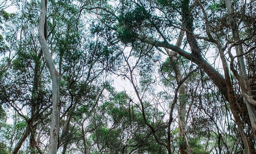 Image 6: Little Koala Walking Tour