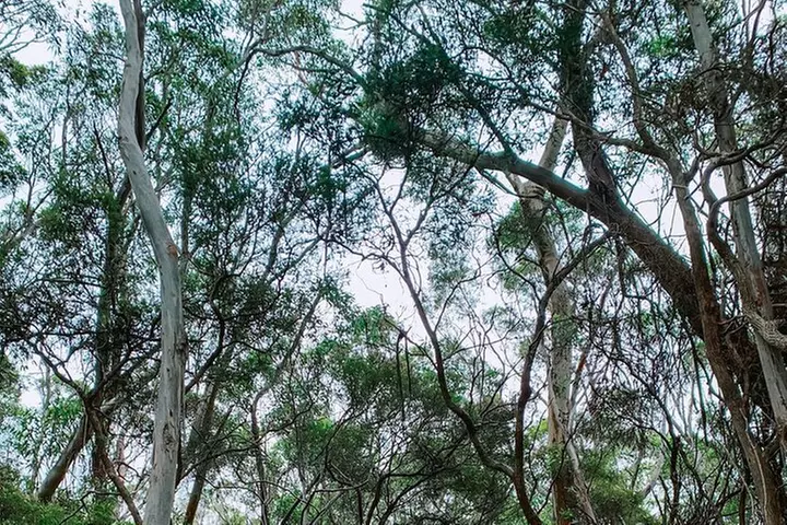 Little Koala Walking Tour - Image 6