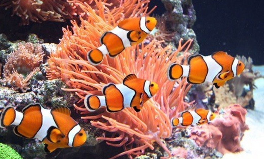 Image 5: Tickets to see SEA LIFE London Standard Entry + Behind The Scene Tour