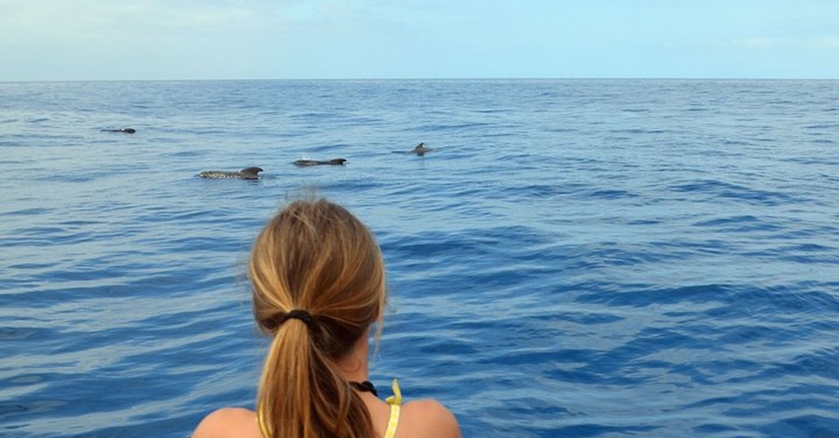Experiencia de avistamiento de ballenas y delfines en Tenerife