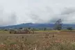 Maui Pineapple Planting Experience - Second Medium