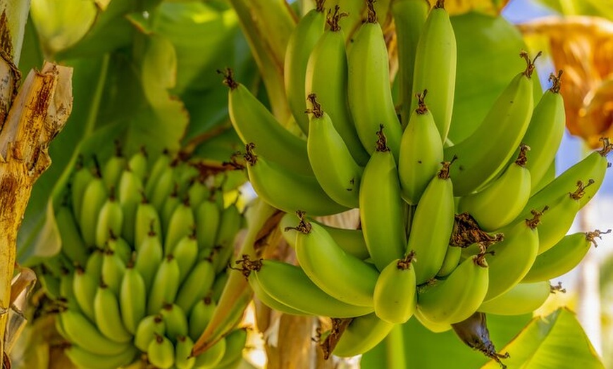 Image 3: Contrastes de Gran Canaria