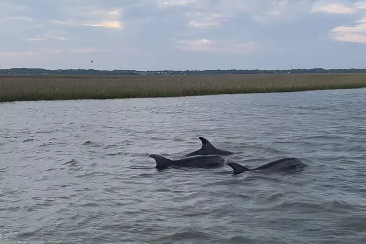 Private Charleston Dolphin and Eco Boat Tour