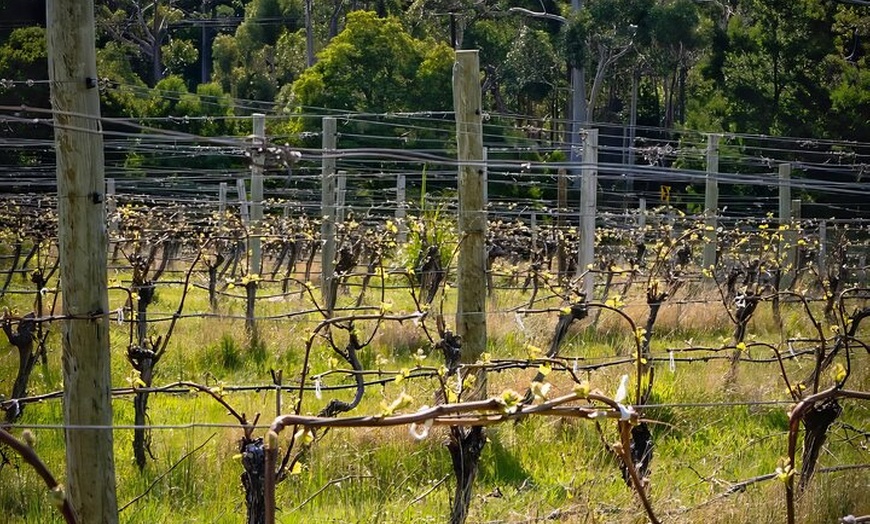 Image 11: Private Bruny Island Wine, Food,Sightseeing & Lighthouse Day Tour