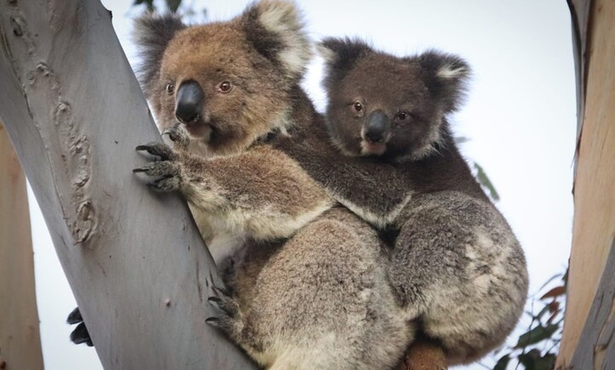 Image 2: Kangaroo Island 2-Day Wildlife Adventure Small Group tour