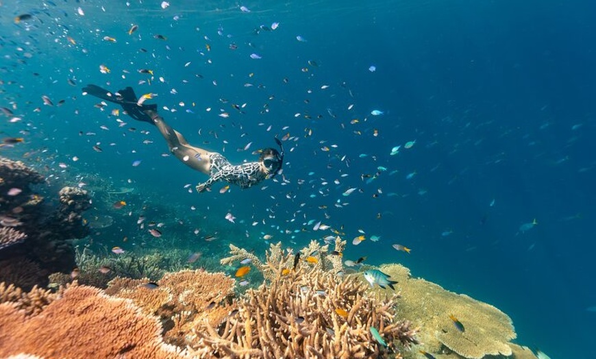 Image 4: Outer Reef Snorkel Adventure in Airlie Beach