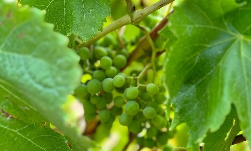 Image 24: Private Puffing Billy Steam Train and Healesville Sanctuary Tours