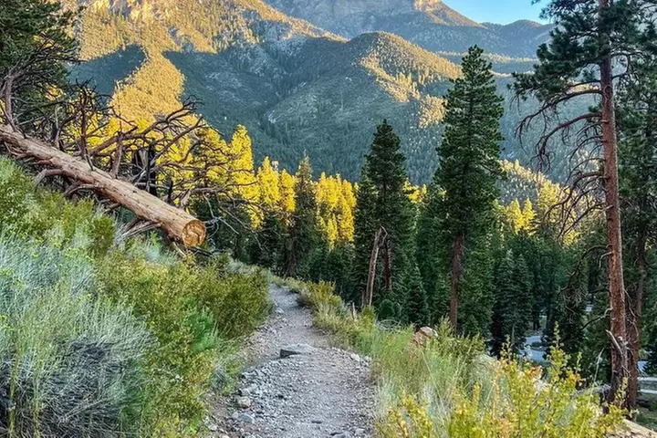 Mount Charleston Tour from Las Vegas