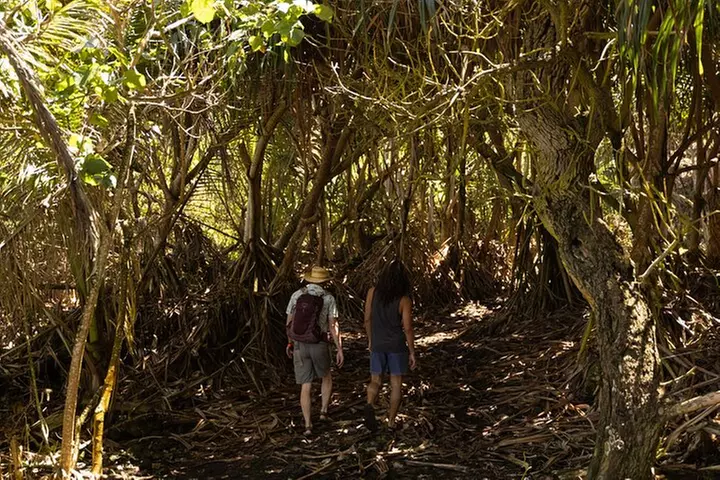 Secret Tide Pool Hike - Jungle & Coast - Private